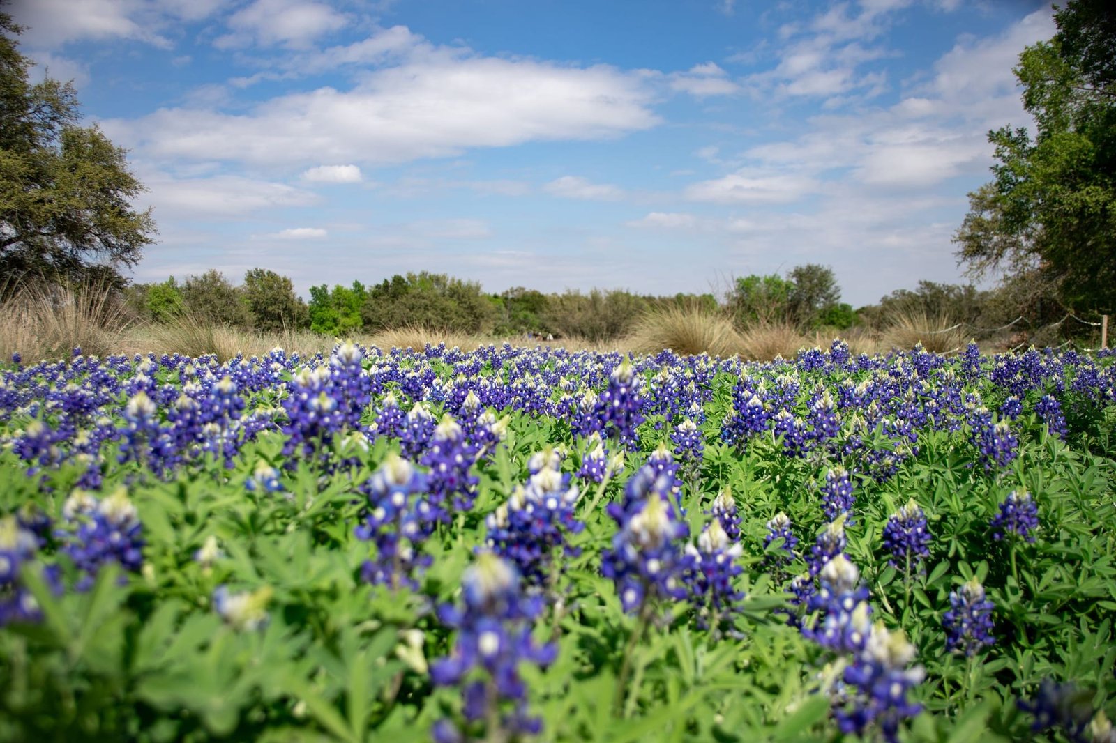 A field of bluebonnets under oak trees in spring
