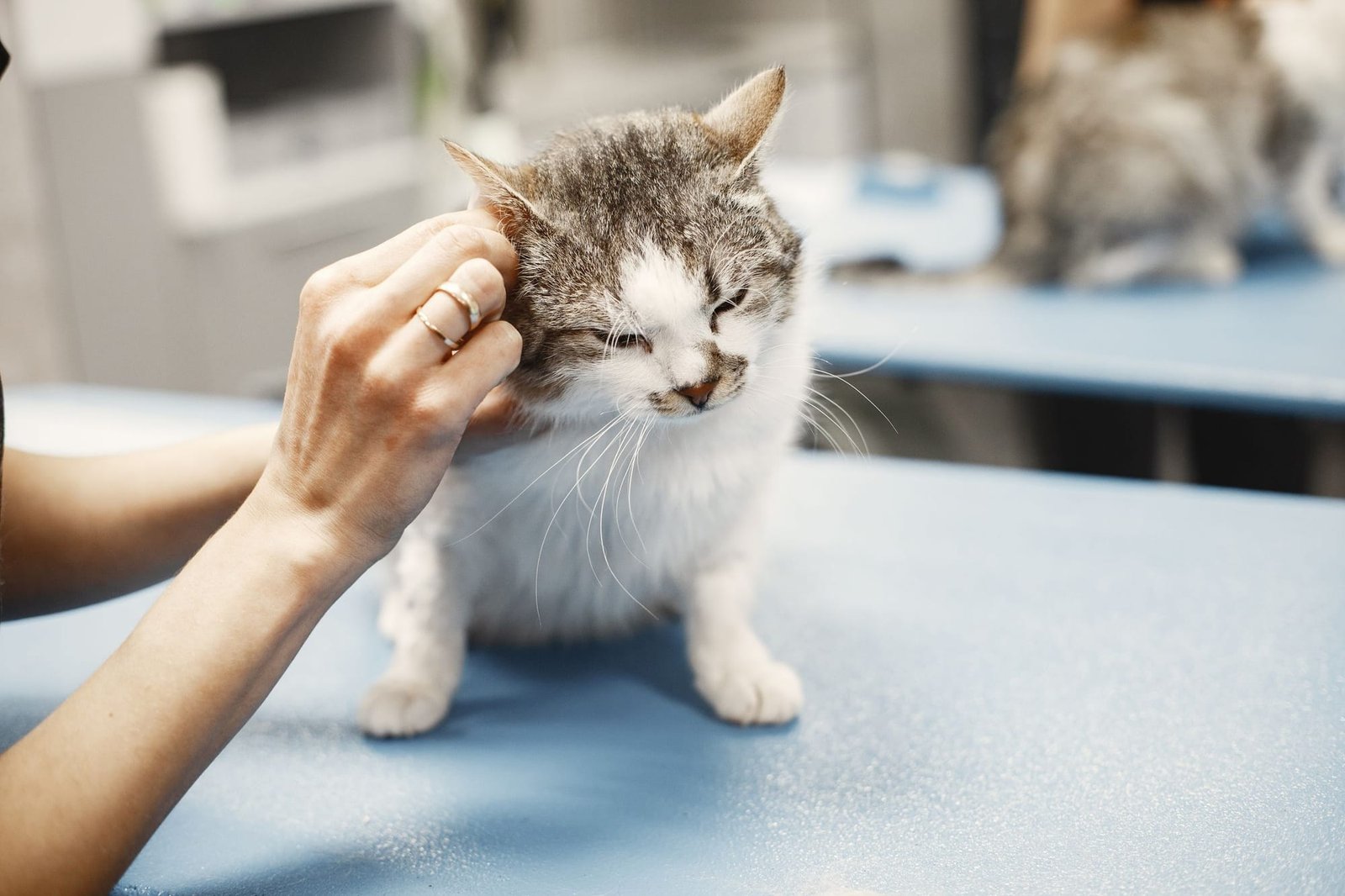 A doctor checks a gray and white kitten's ears on the exam table