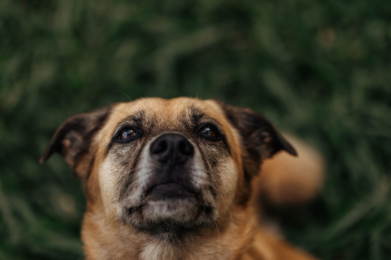 An older tan dog with a gray muzzle looks up at the camera from the clinic lawn