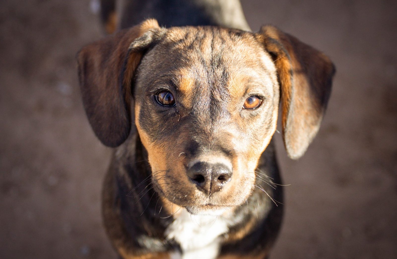 A brown and black puppy with floppy ears looks up at the camera