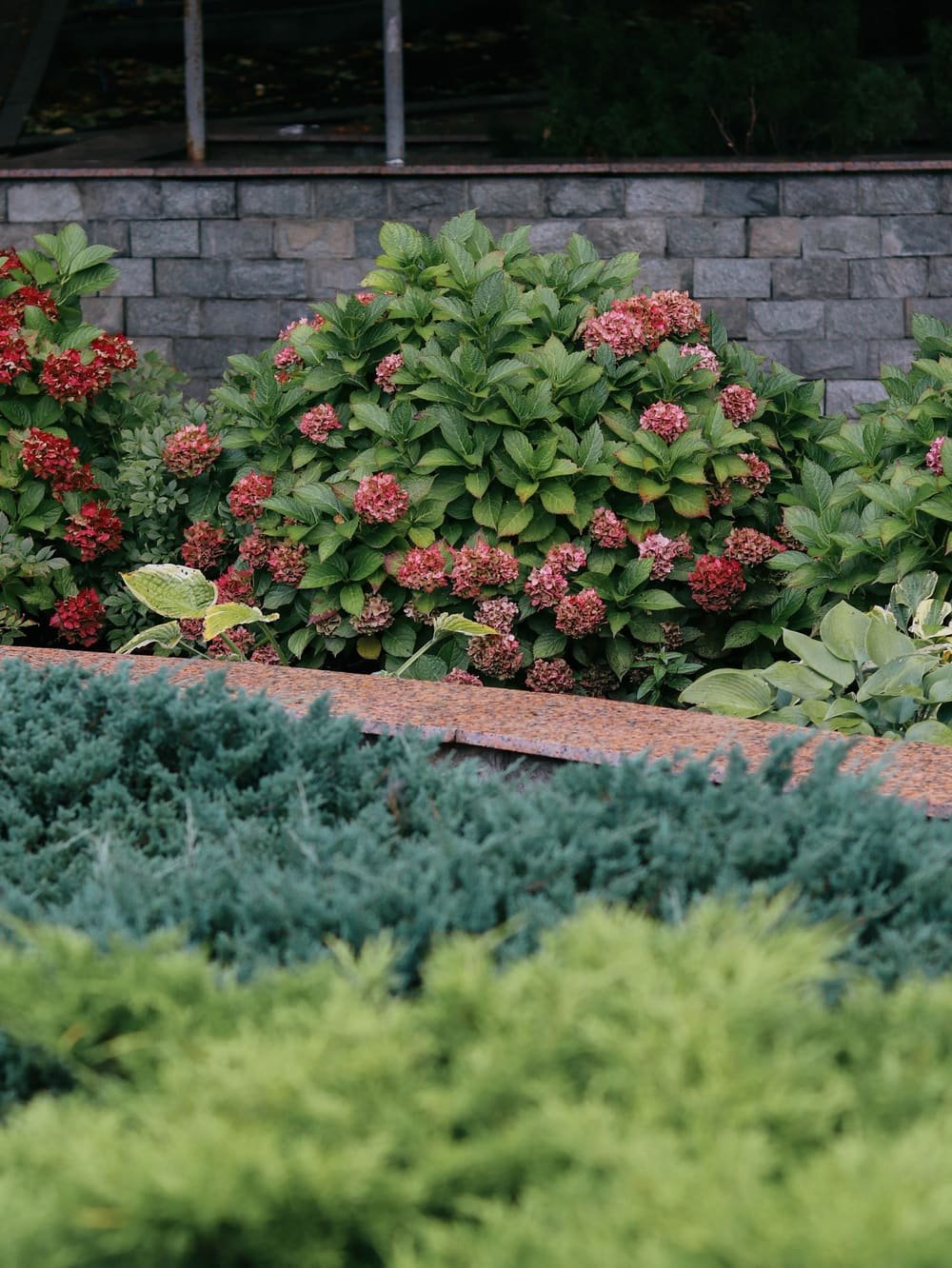 Pink hydrangeas above a low evergreen border