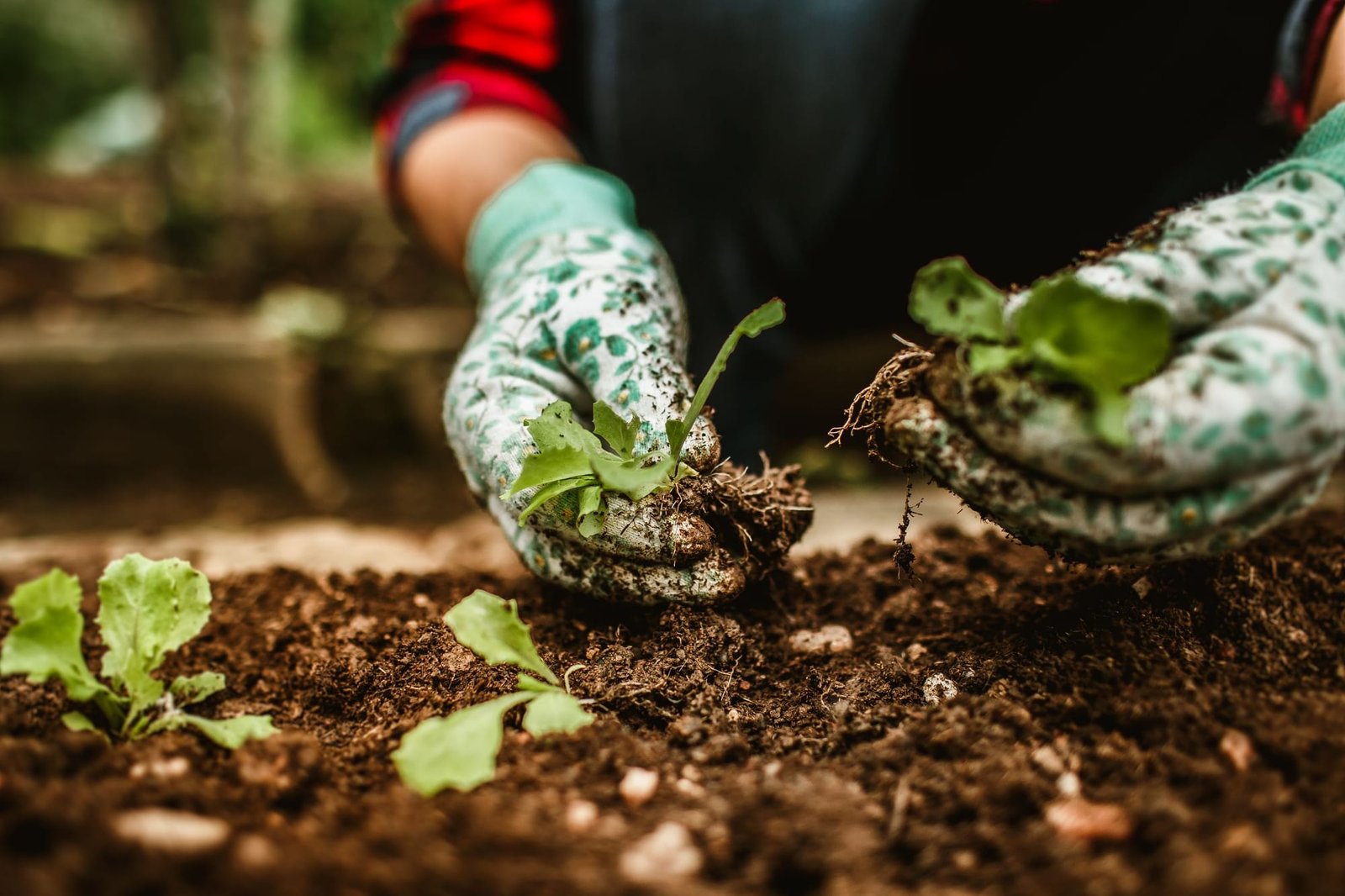 Gloved hands pressing a seedling into dark, freshly turned bed soil