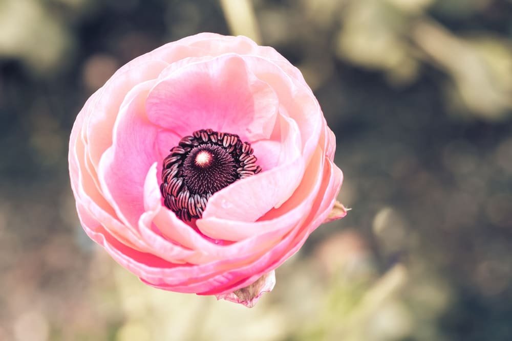 One pink ranunculus with a dark plum center, seen from above